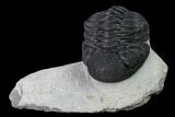 Pedinopariops Trilobite - Mrakib, Morocco #171529-2